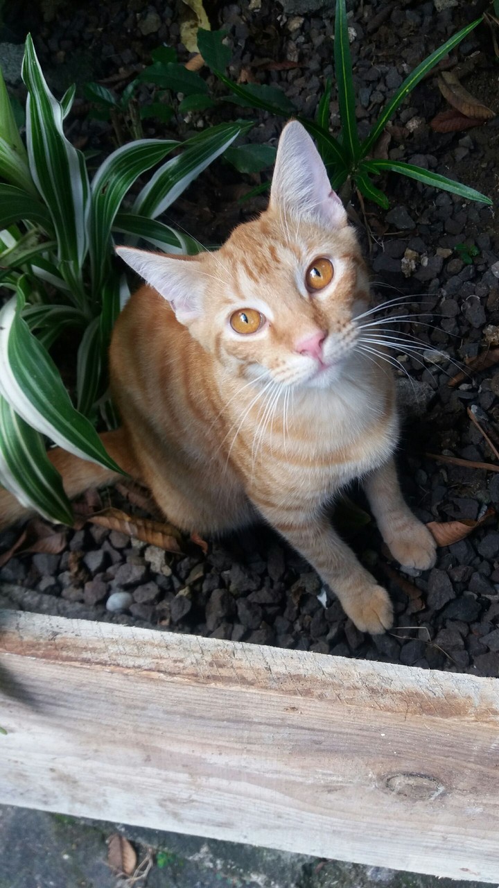 cat