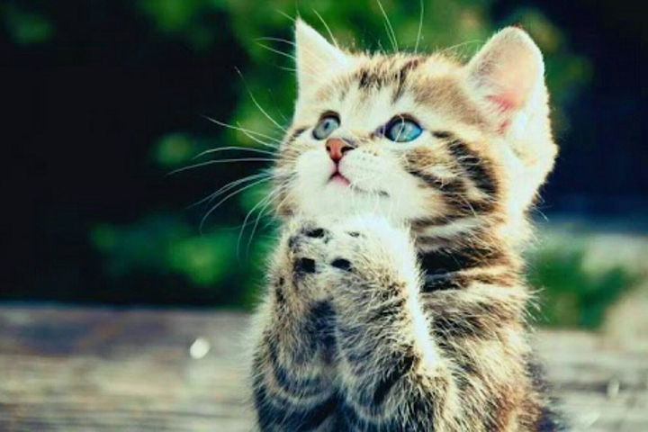 sweet babycat 