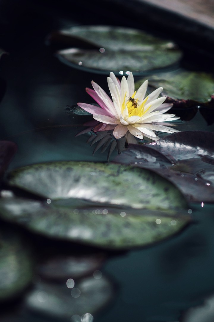 Water Lily