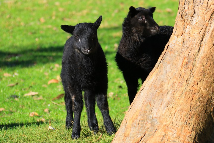 Lambs