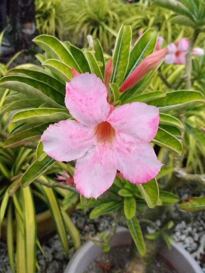 pink
