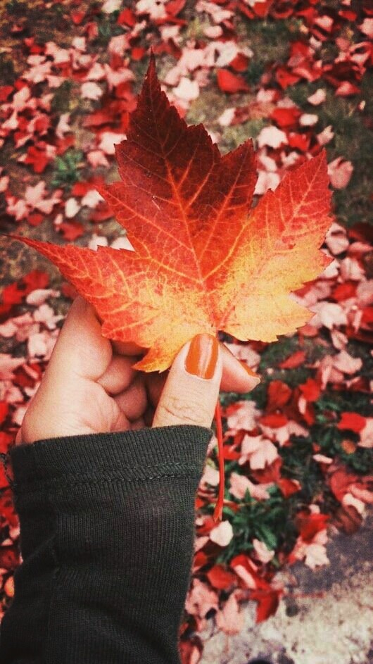 Tumblr