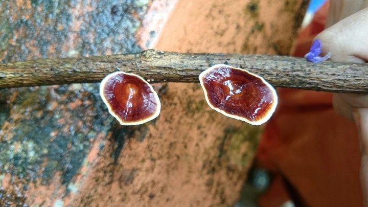 nature's cups