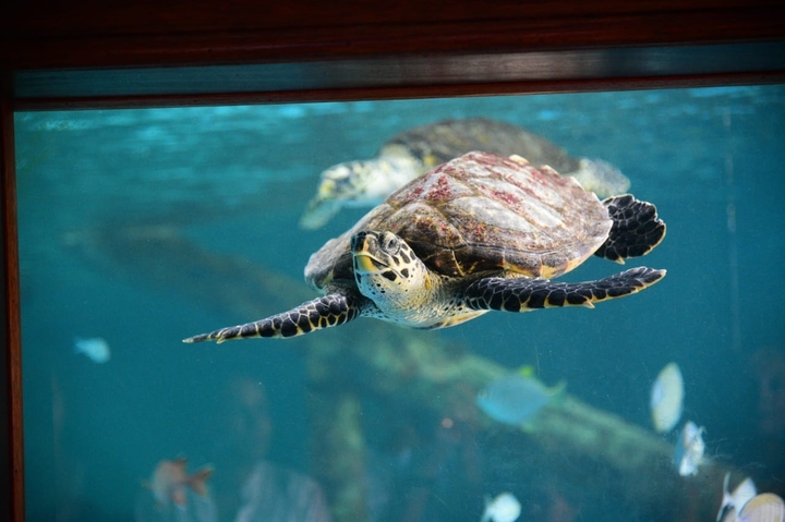 sea beauty
