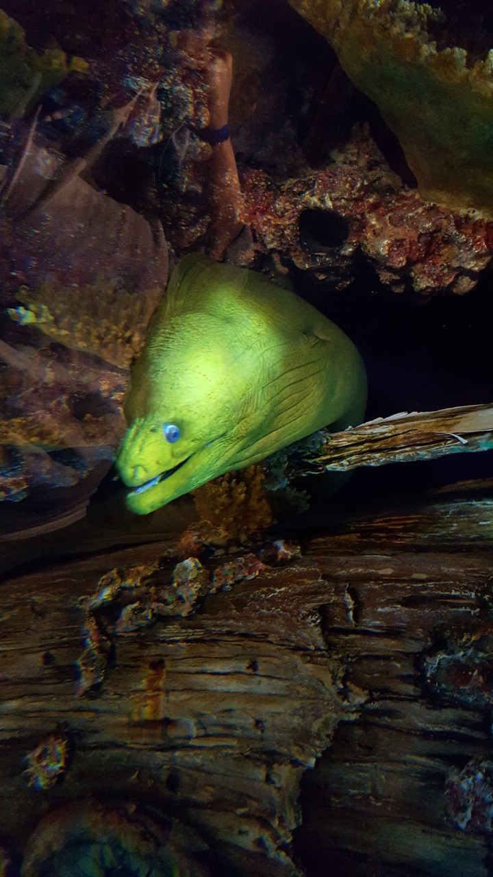 Moray Eel