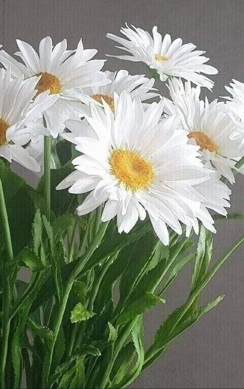 רקעים plant, flower