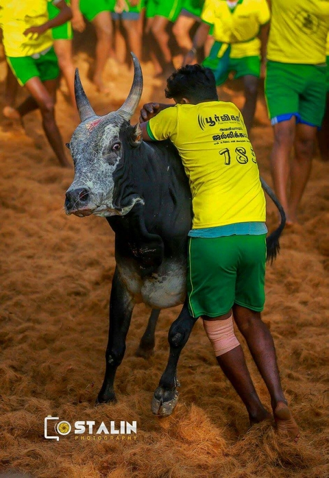 jallikattu