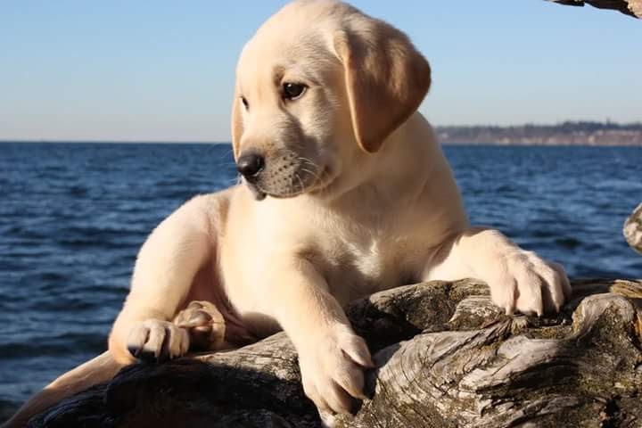 cute puppy