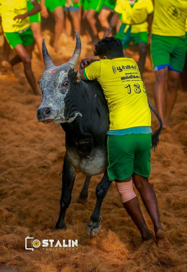 jallikattu
