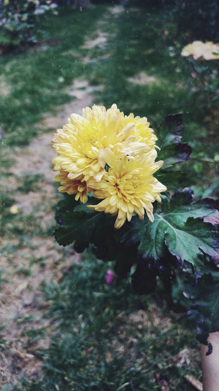 autumn