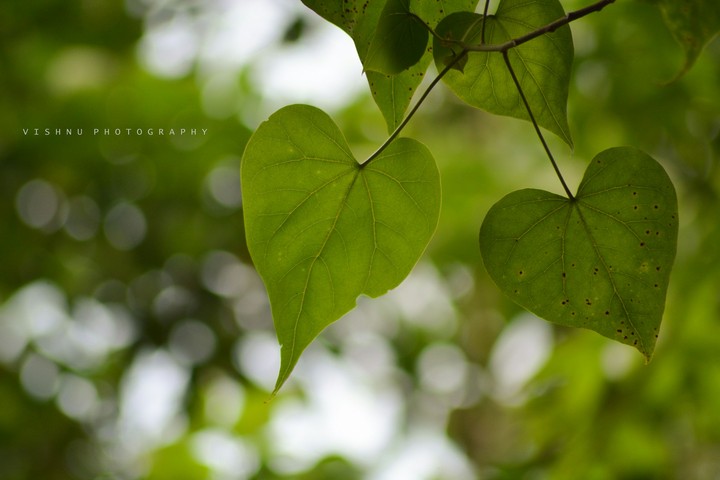 go green