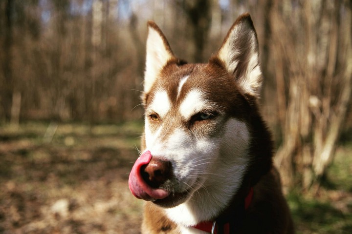 Dog