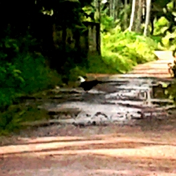 eagle