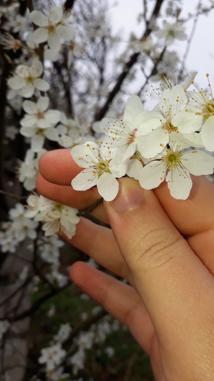 Spring