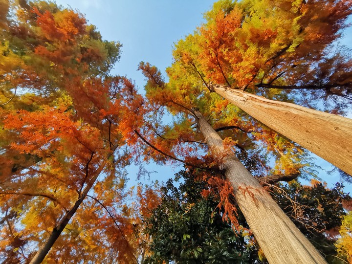 Autumn Colours
