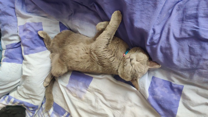 cat mr. Grey