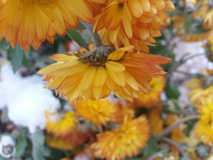 Yellow snow