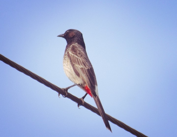 Bird