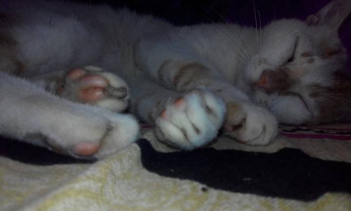 cute cat