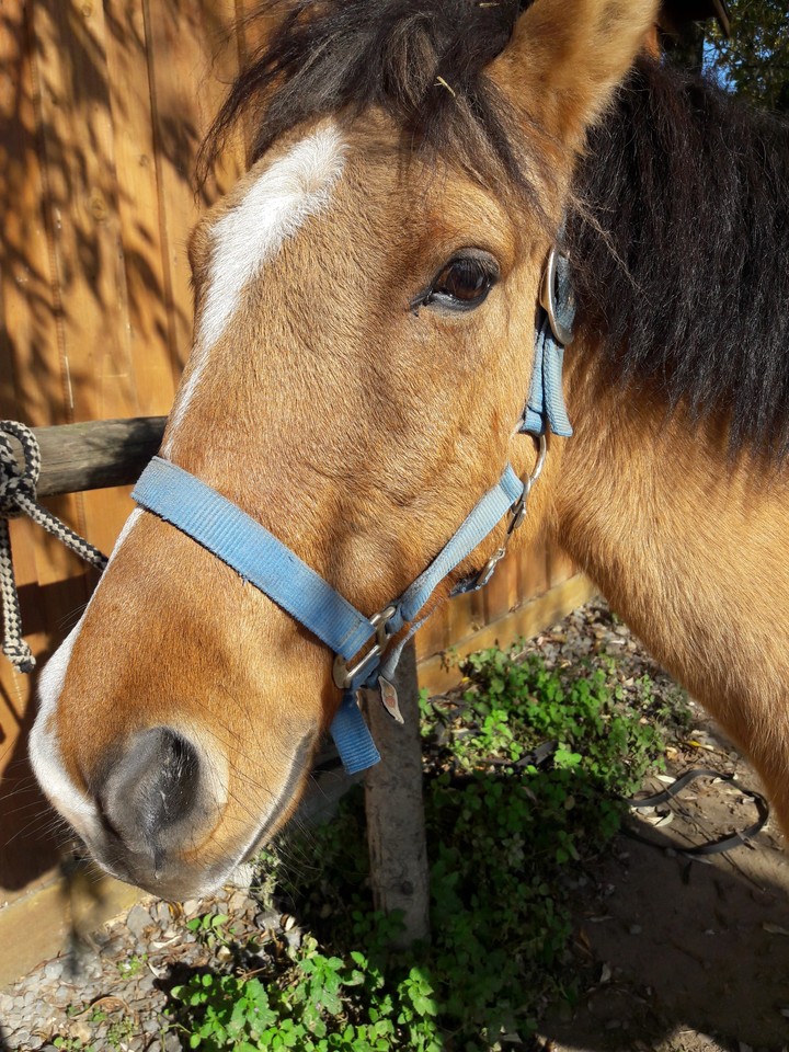 horse