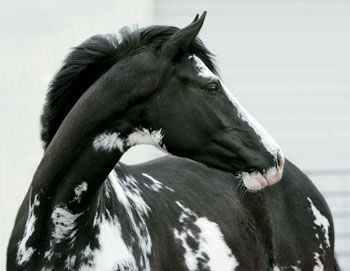 All the Pretty Horses