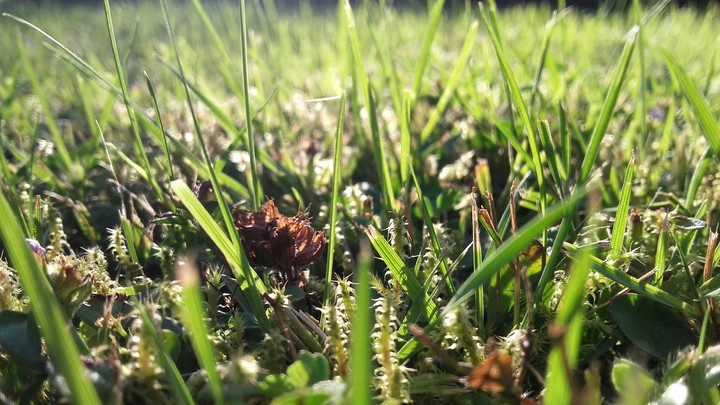 Herbe 2