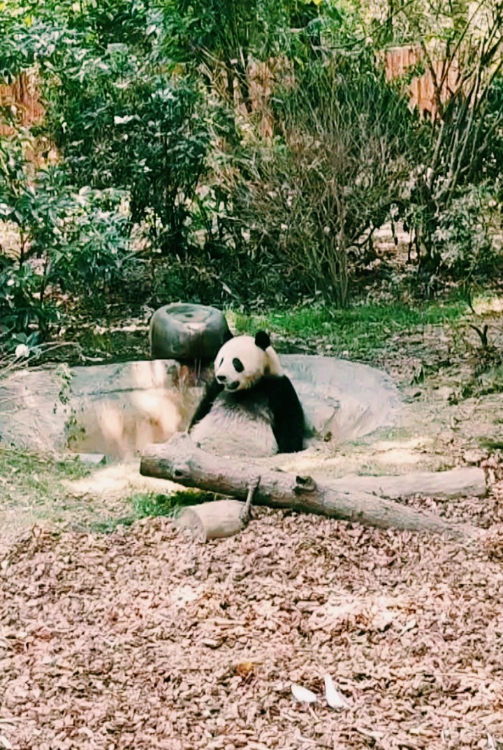 panda