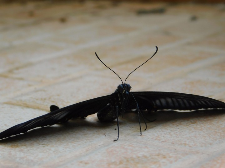 #buttetfly