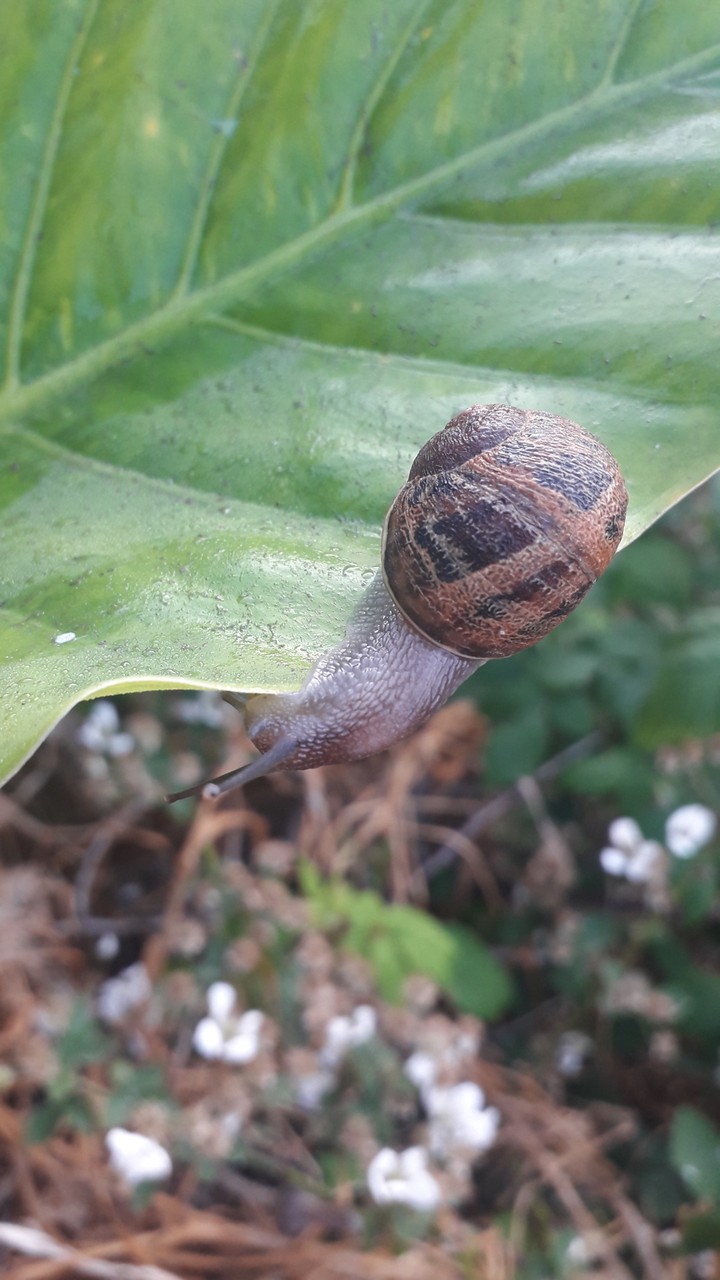 snailing around