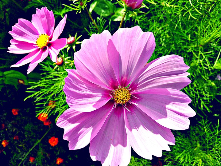 flowers