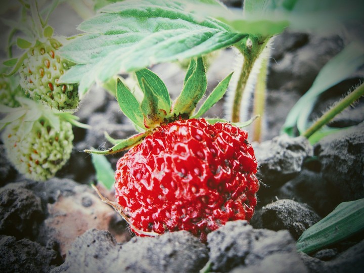 strawberry