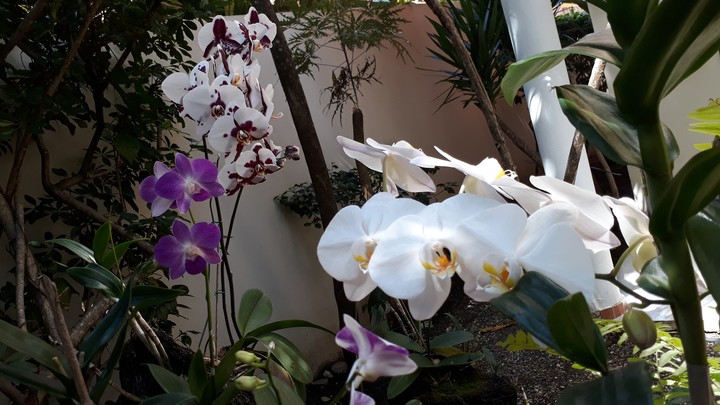 Orquideas
