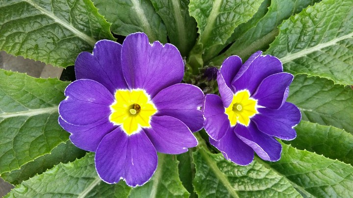 Purple primula