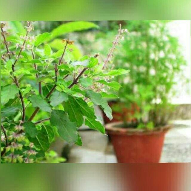 plant
