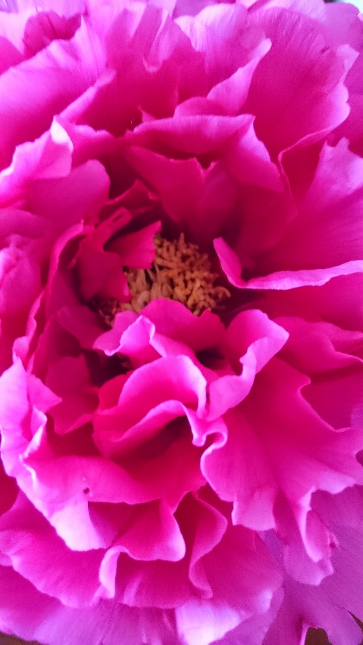 peony pink