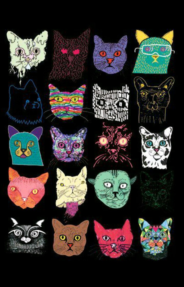crazy cat