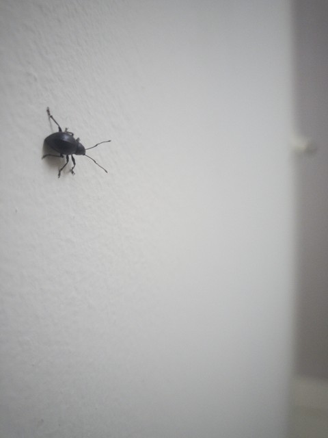 beetle