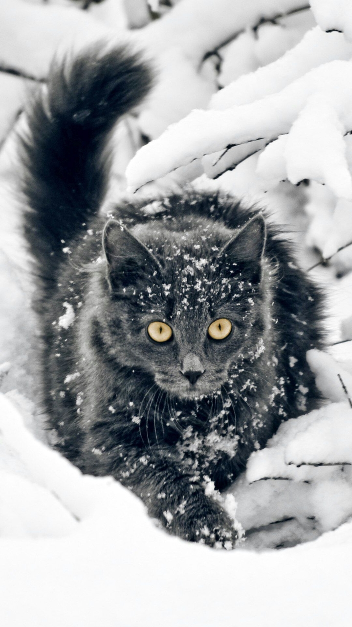 Wild cat