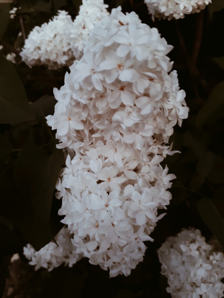 сирень
