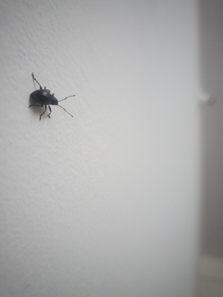 beetle