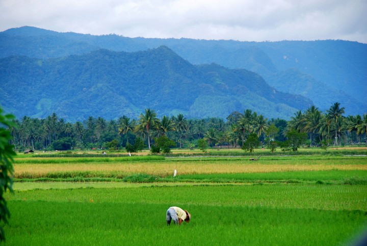 Paddy Field