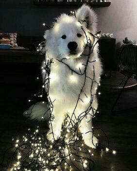 Cute dog with Christmas lights