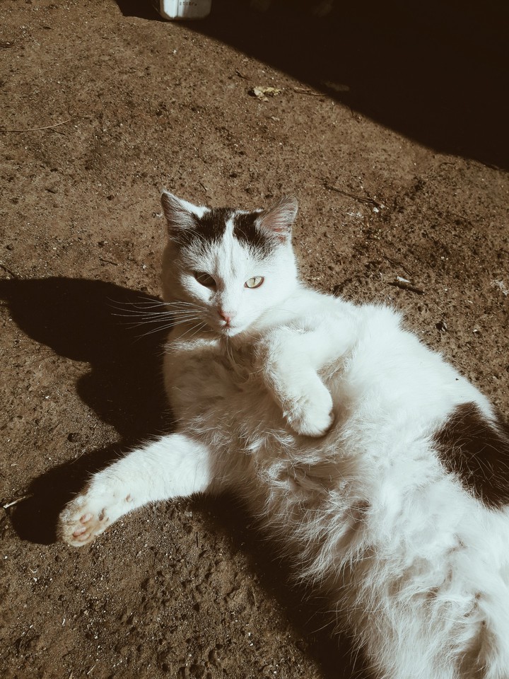 cat