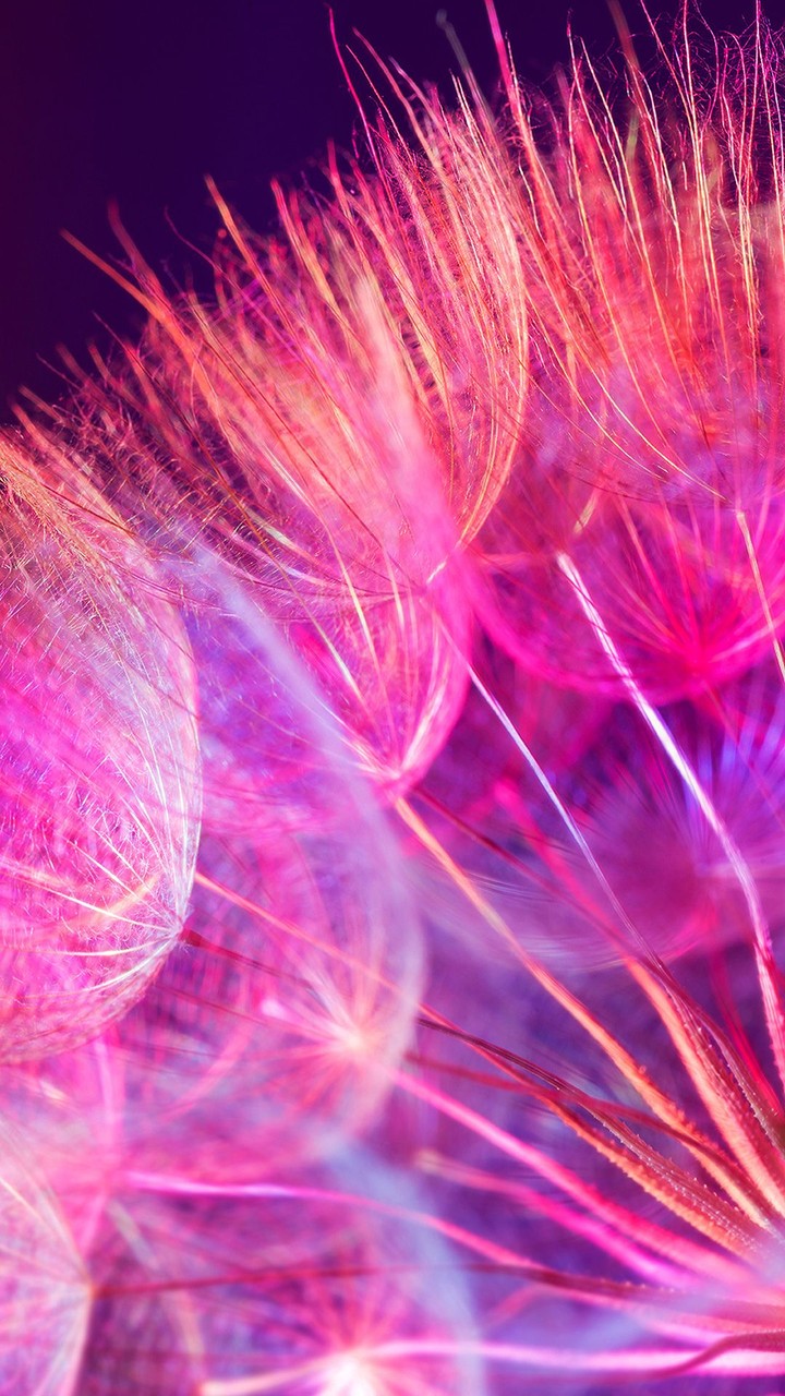 Pink dandelion