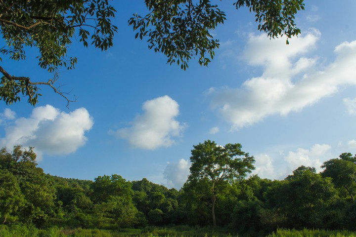 sky and trees