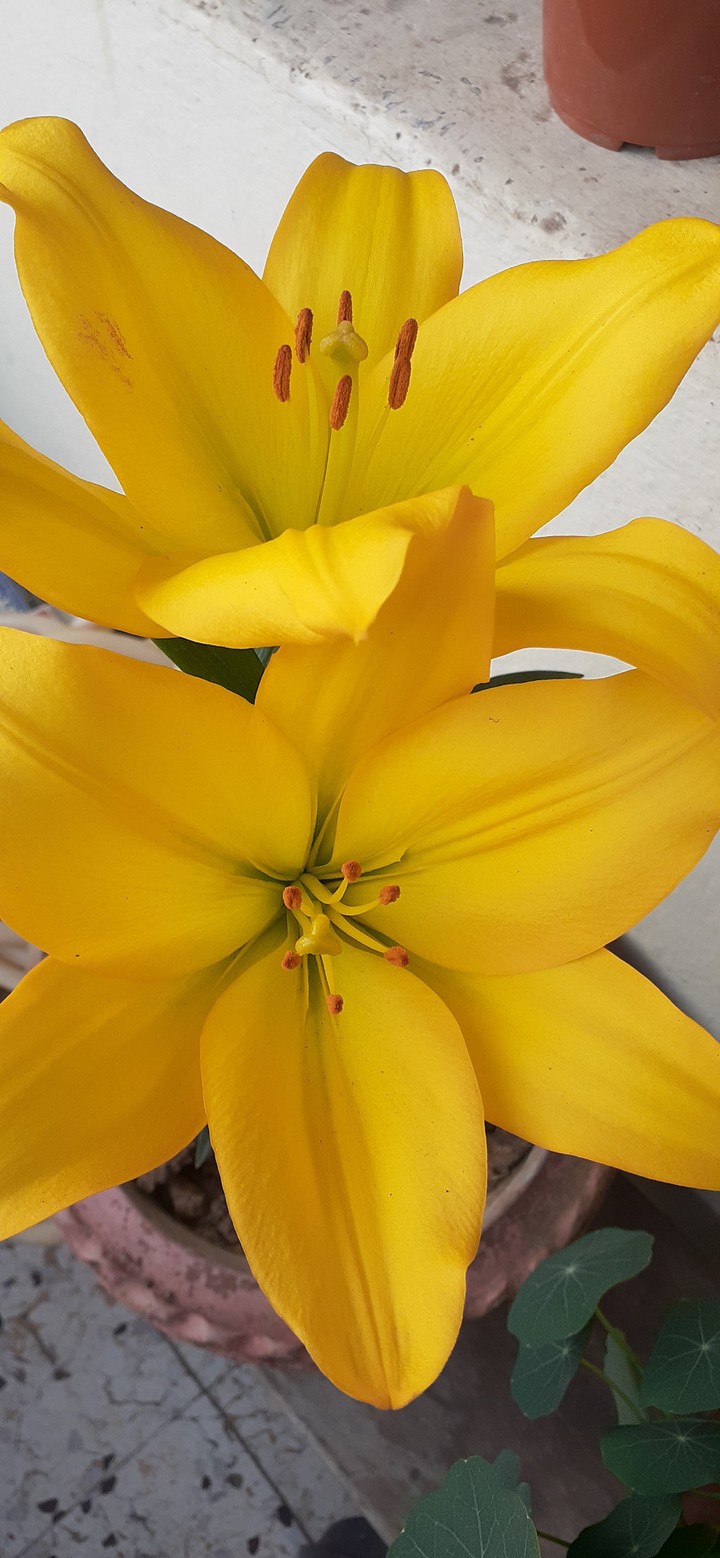 flawer