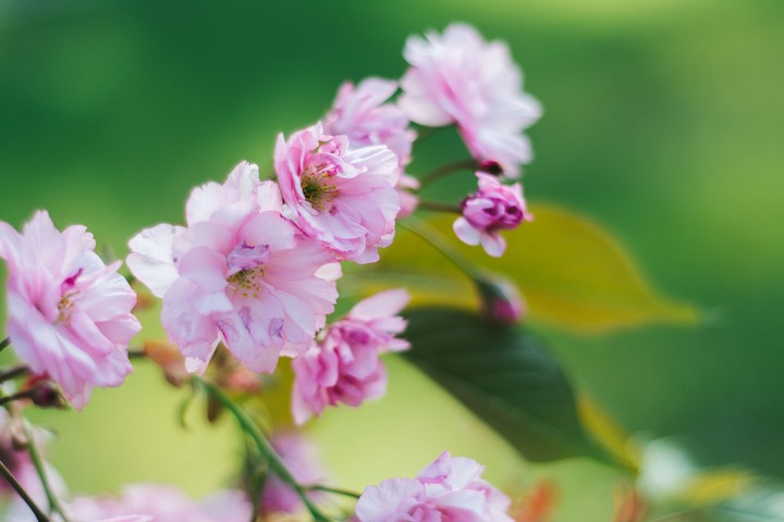 Sakura