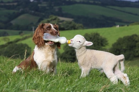 spaniel, pasture wallpapers