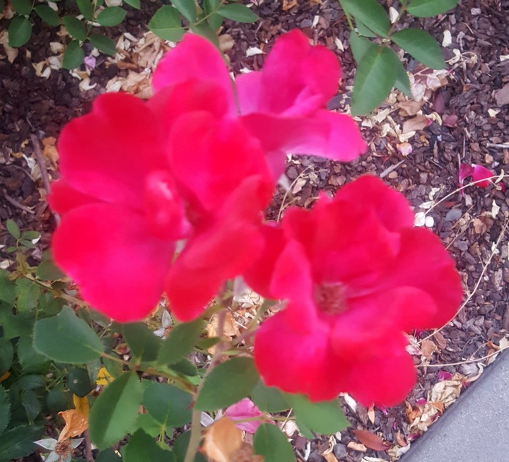 Another beautiful flower