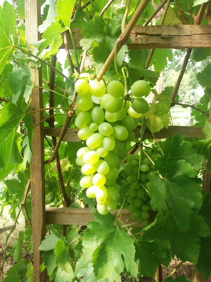 Grape